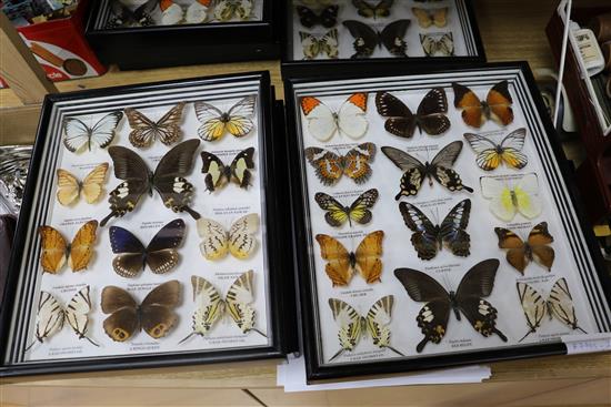 Nine cases of butterfly specimens